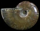 Flashy Red Iridescent Ammonite - Wide #52344-1